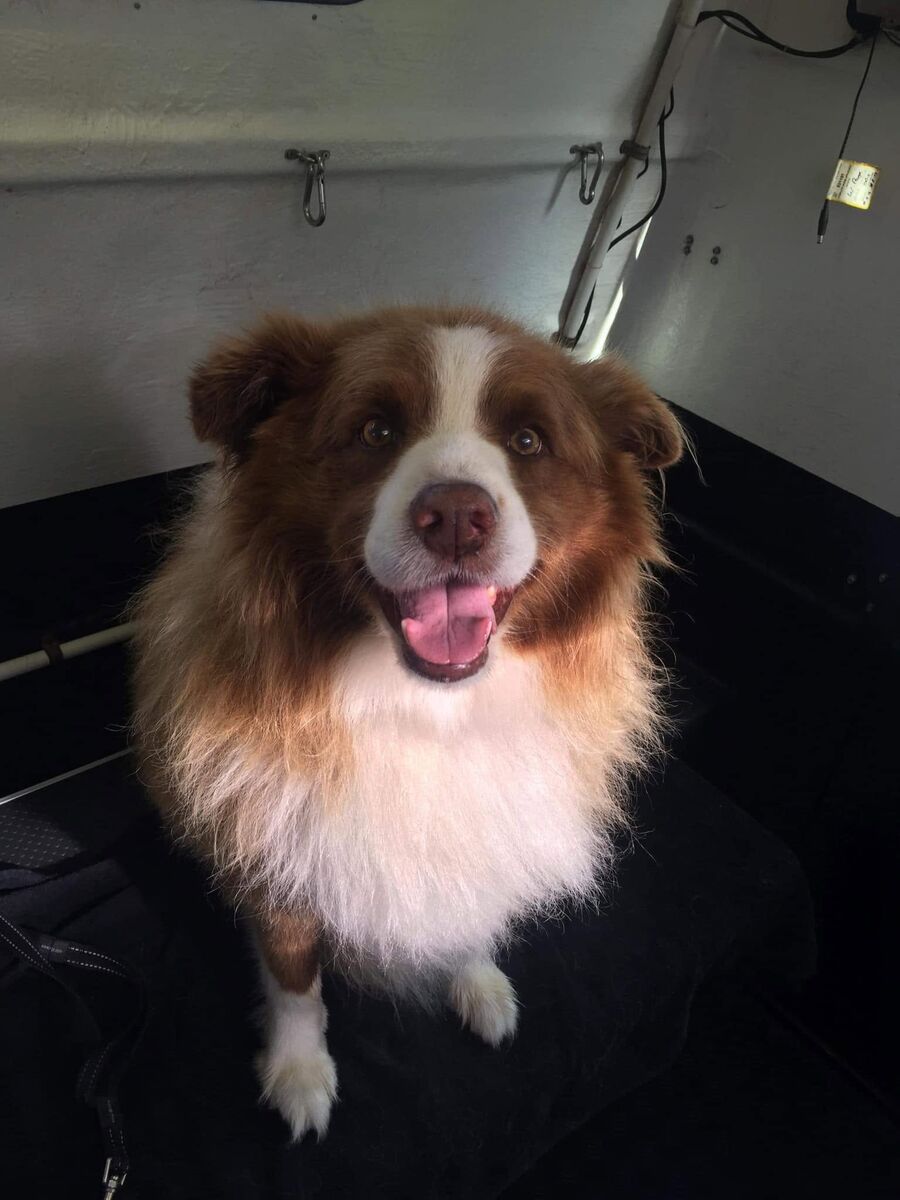 A brown and white shepherd with his mouth open, looking delighted